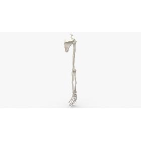 Real Human Arm Scapula and Clavicle Bones Anatomy White 01 3D model